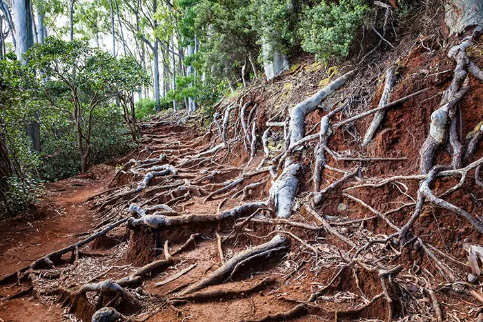 Scenic landscape view of the Aeia Loop Trail on Oahu, Hawaii with tree roots overgrown on path.